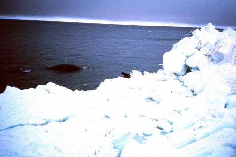 Surfacing bowhead whale in 1985
