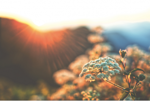 Sun shining over a flower