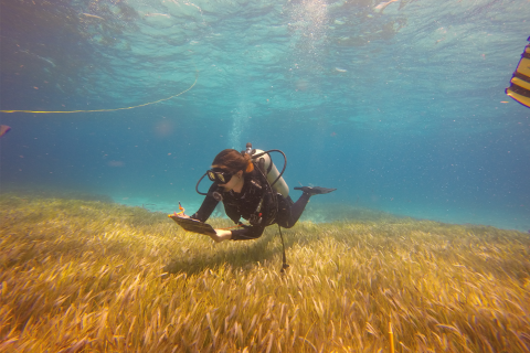 A scuba diving researcher takes notes on the sea grass
